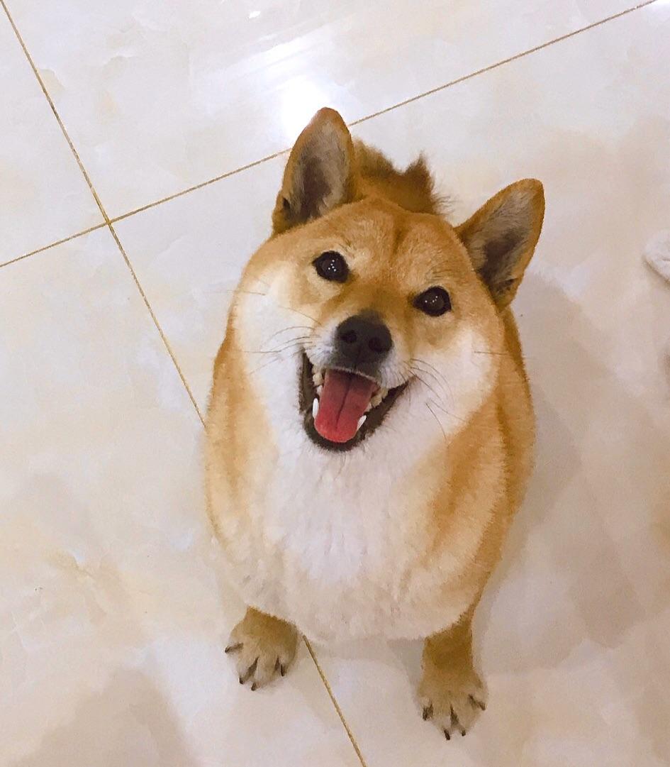 一岁的柴犬还是长得像狐狸是不是被骗了