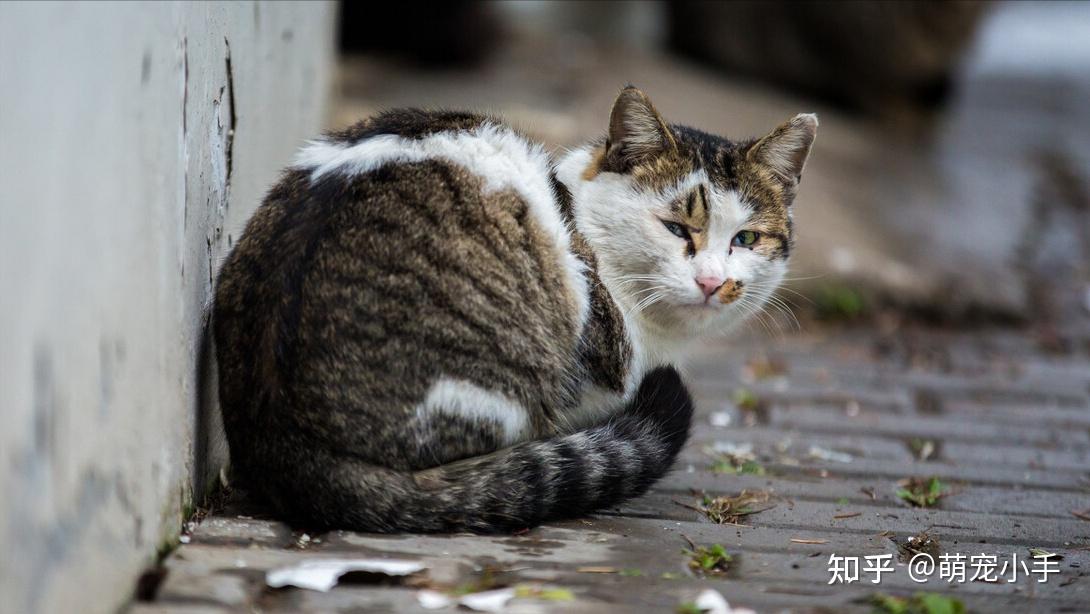 爱猫人士!教你如何收养一只流浪猫 - 知乎