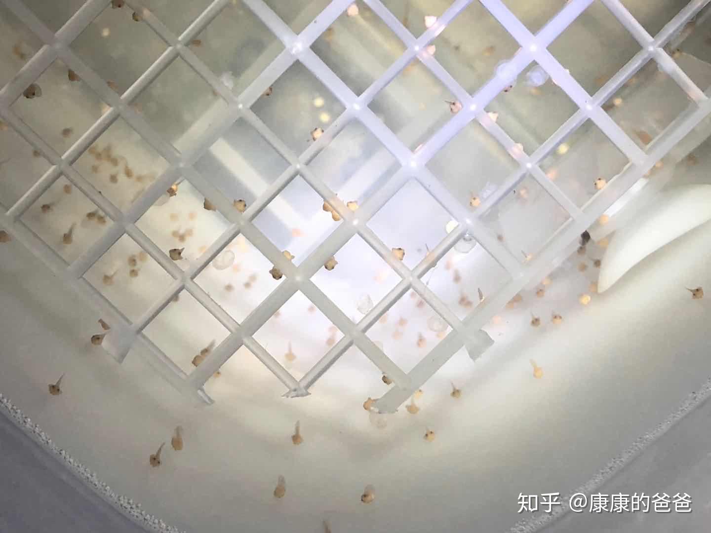 角蛙饲养十六之母蛙抱卵