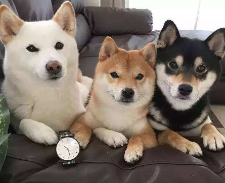 柴犬的一生 从出生到年老 柴犬各种表现及饲养知识详解 知乎