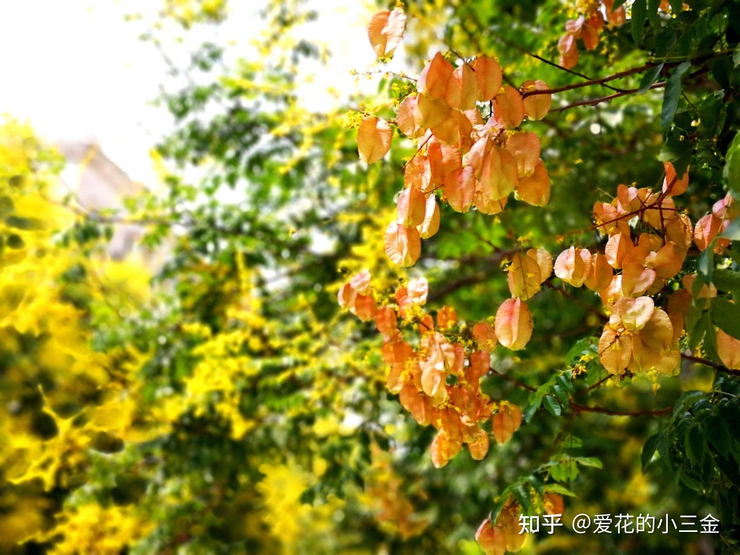 九月会开的花花（8）：栾树花开秋意起 一年能占十月春 - 知乎