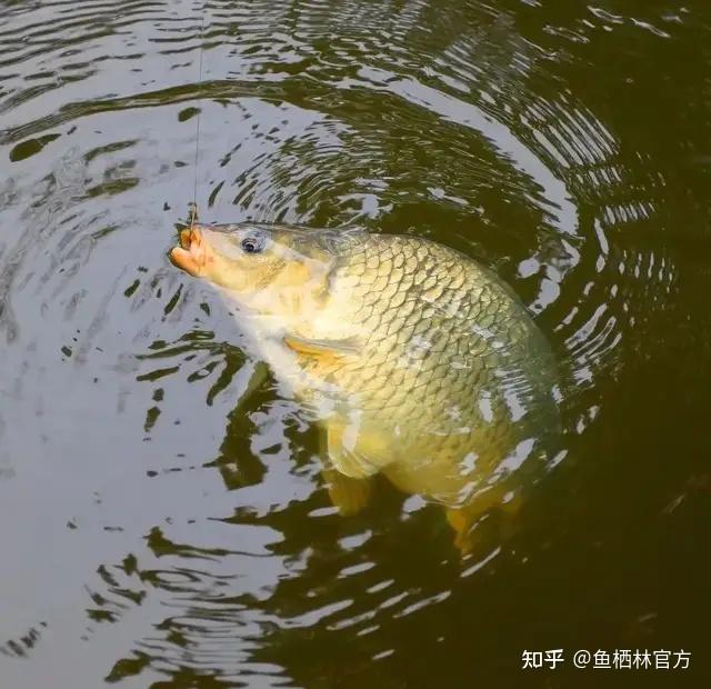今日分享丨深秋钓鲤鱼的钓位和饵料建议