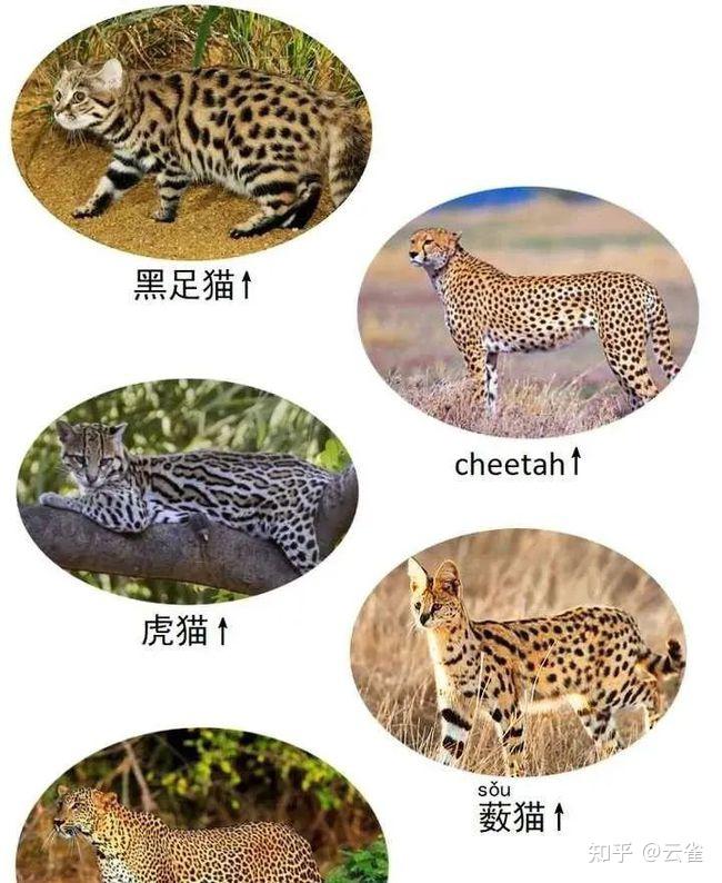 cheetah区别图片