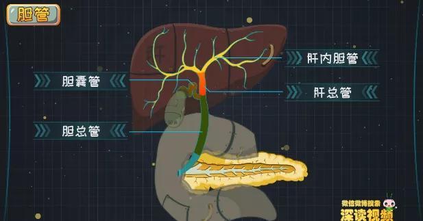 张一山患胆囊炎腹痛呕吐内含真相胆囊是如何一步步癌变的