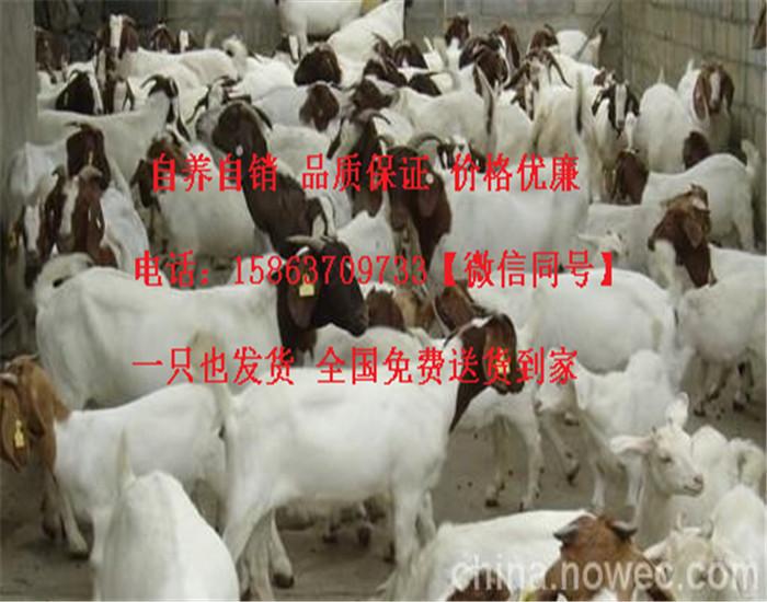 哪里有小羊羔卖呀 v2-751054f2d1b3c574538714ee88184d13_1440w.jpg?source=172ae18b