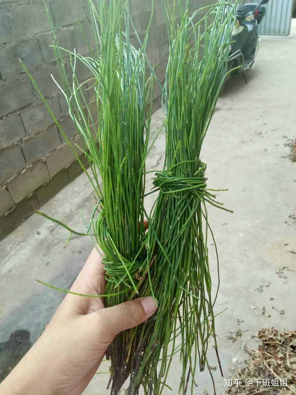 凤尾草又名梳子草,金鸡草金钱草找不到可上药店抓取