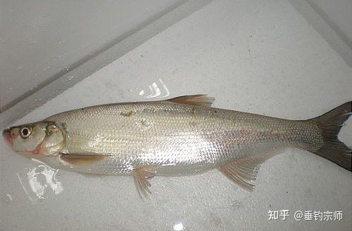 鱼种介绍:翘嘴红鲌 - 知乎