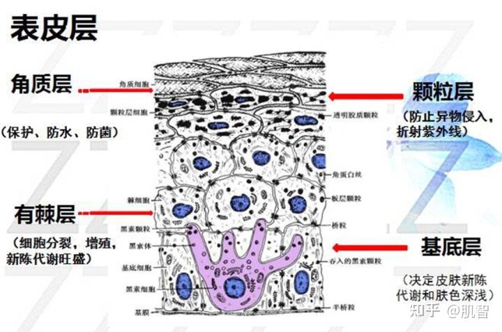 皮肤结构篇 - 知乎
