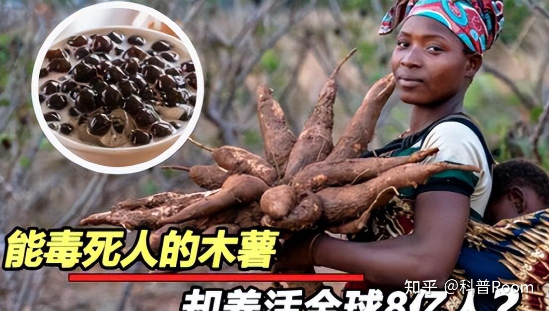 木薯居然有毒?红薯和木薯什么区别? - 知乎