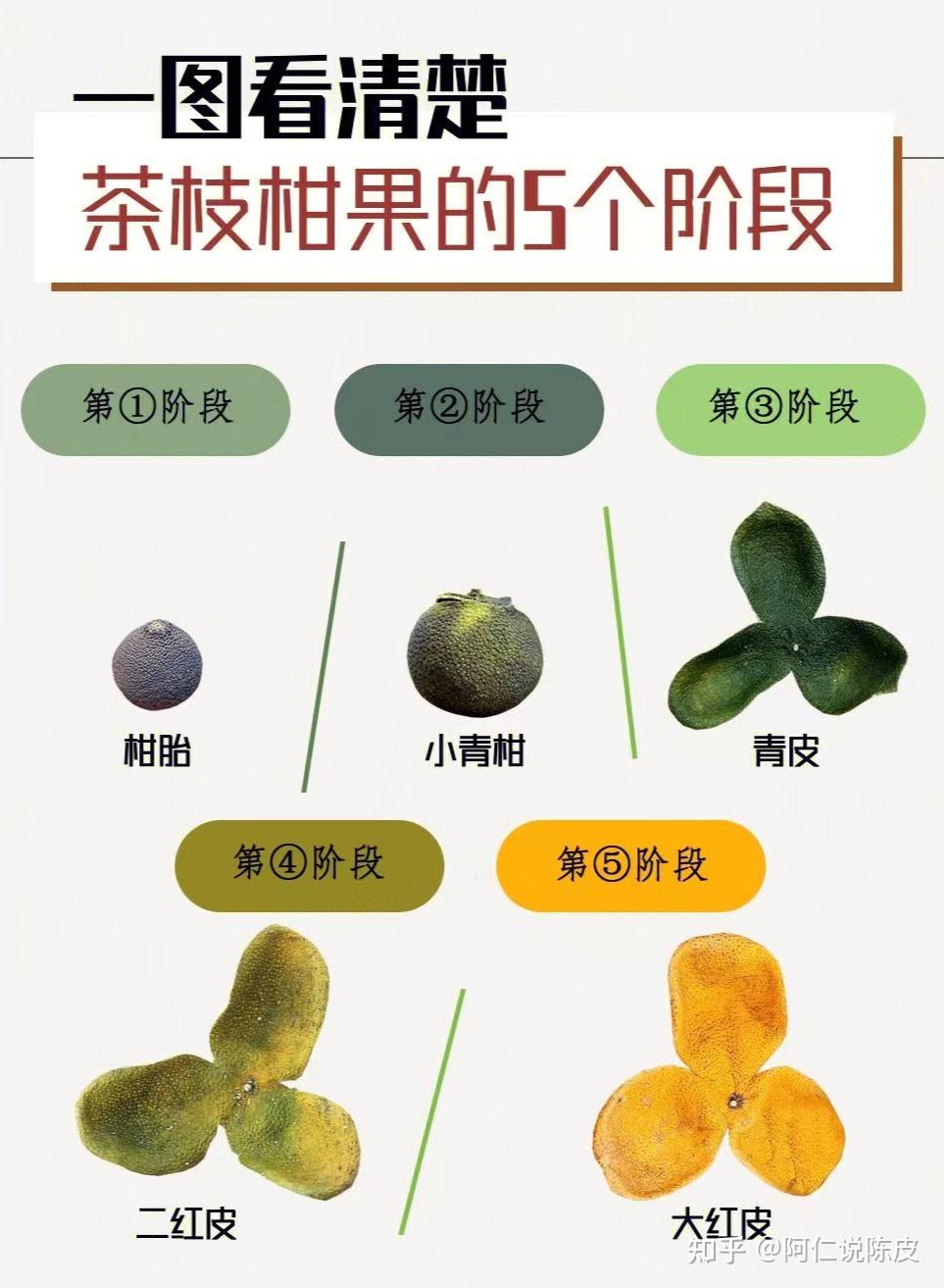 新会柑图片简化图图片