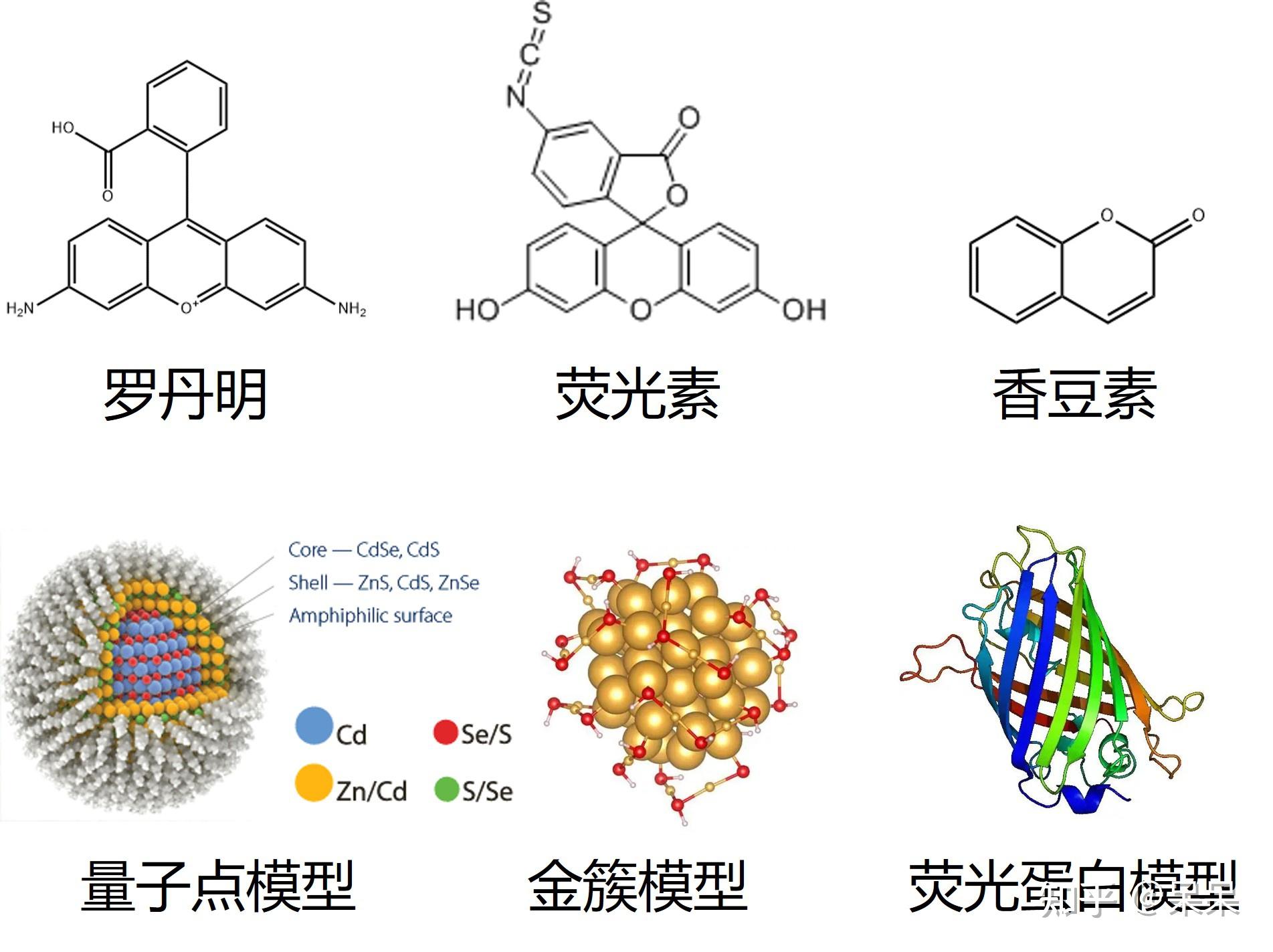 看见细胞的世界——荧光成像技术（3） 知乎 4823