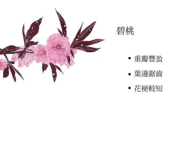 春日花鑑 梅花 桃花 杏花 李花 樱花 梨花 全网搜