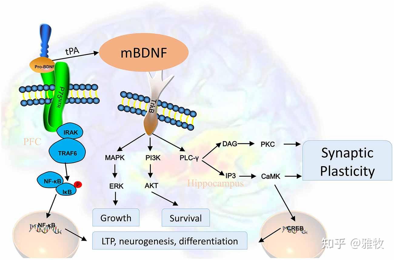 next, lets talk about the role of bdnf in a little more detail.