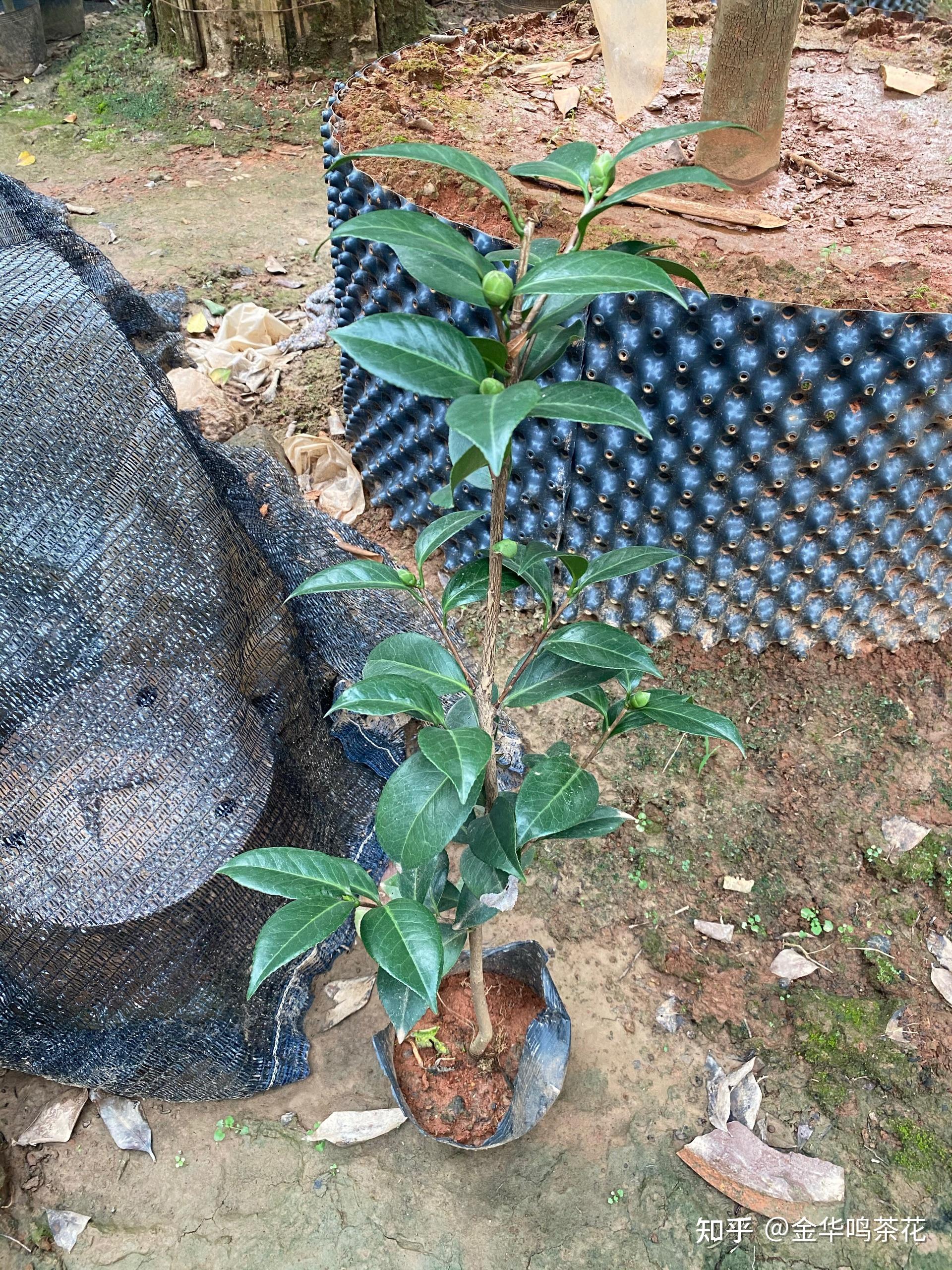 魔术城茶花