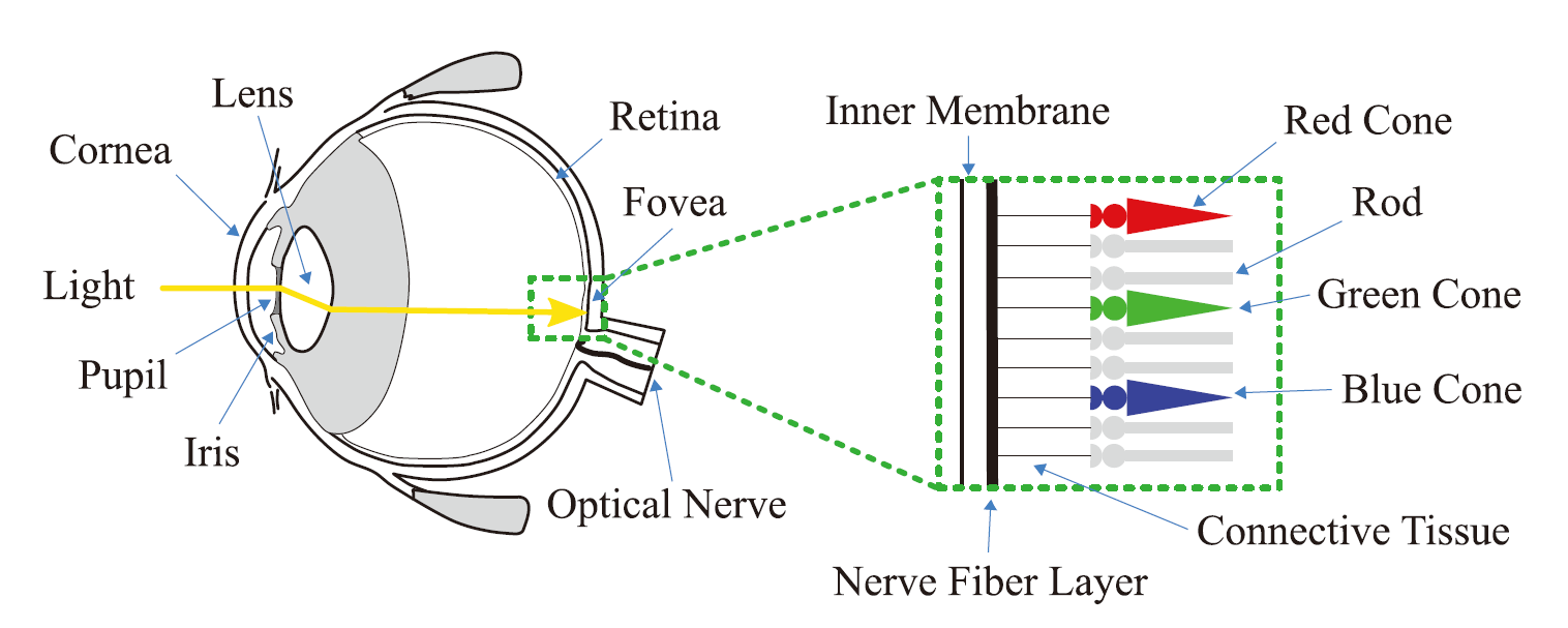 【基于物理的渲染(PBR)白皮书】(二) PBR核心理论与渲染光学原理总结 【基于物理的渲染(PBR)白皮书】(二) PBR核心理论与渲染光学原理总结