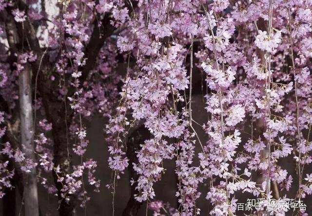 园林绿化的必选树种，凭什么能在苗木市场中持续走俏？ - 知乎
