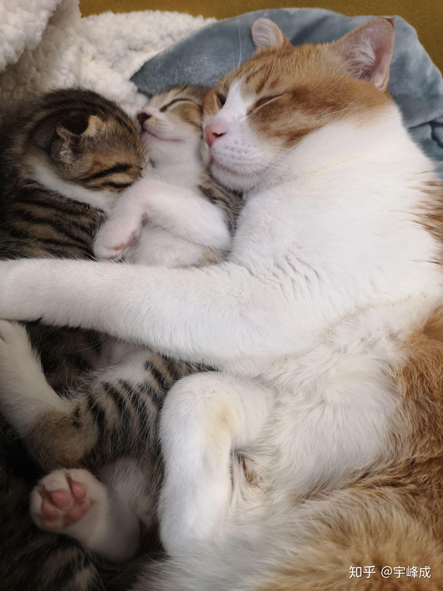 大家有可爱的猫猫抱在一起睡觉的视频或图片嘛
