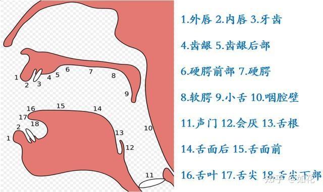 发音 - 知乎