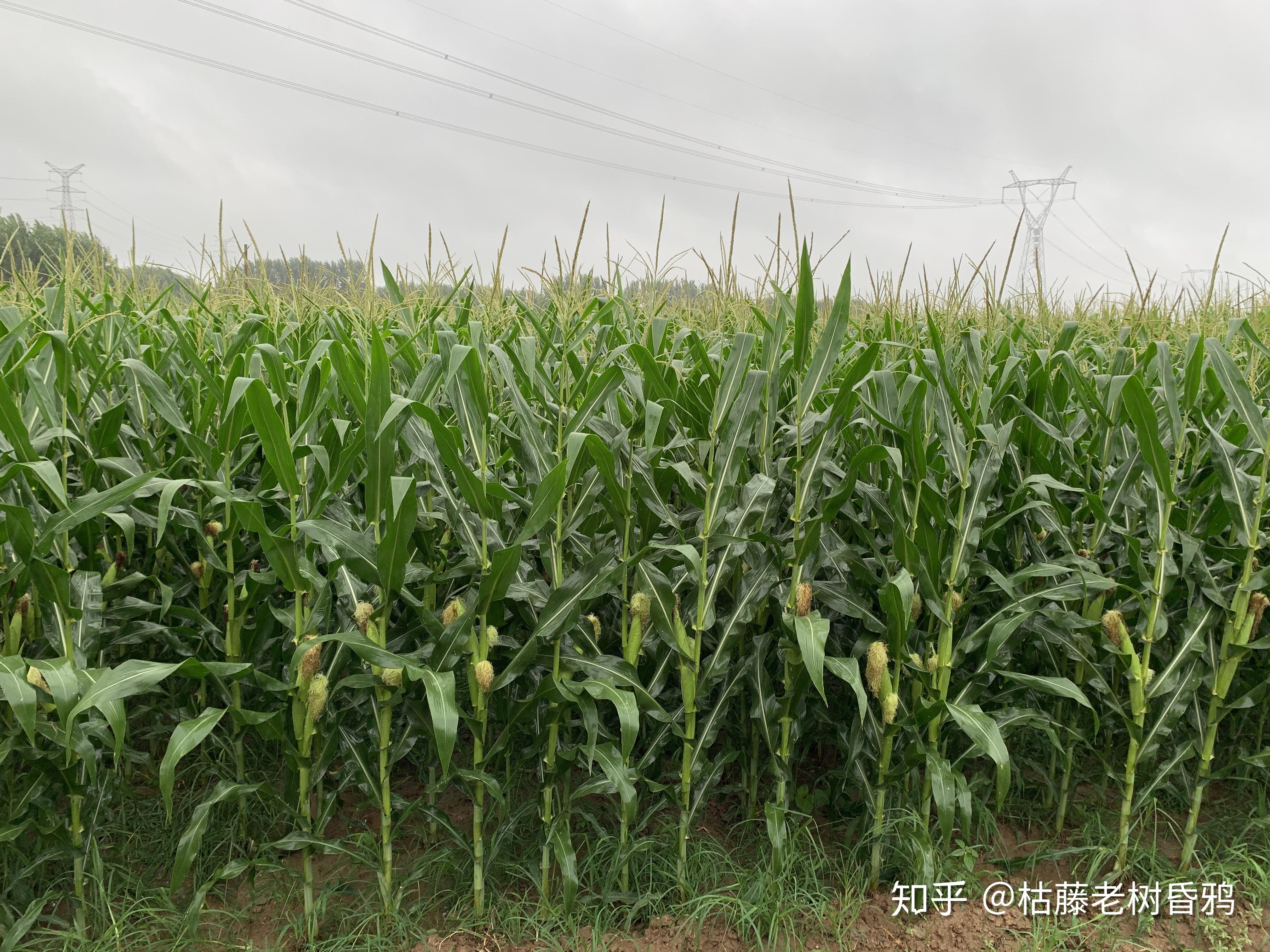 干旱的德州今日终于迎来降雨,不过雨势有点猛,看看庄稼被淹了吗 - 知乎