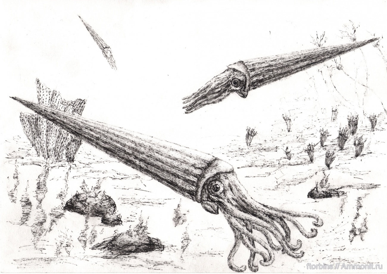 头足纲小传(32)浅湾外神:珠角石目