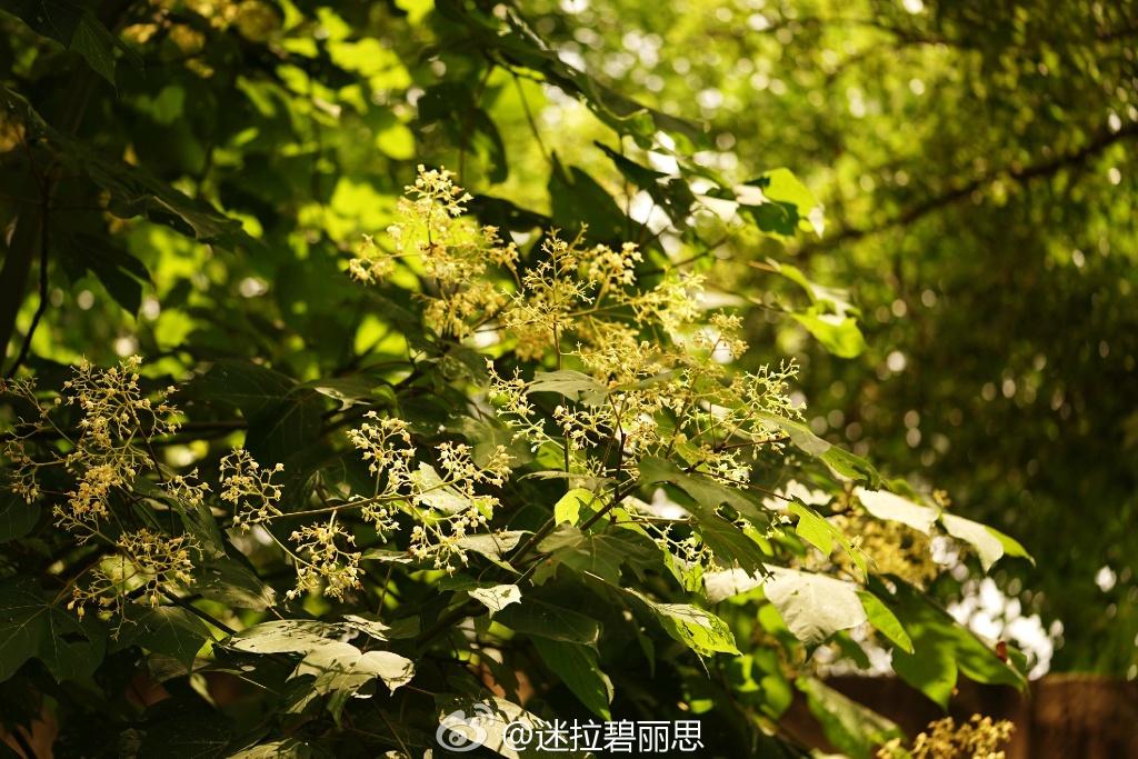 为什么青桐树现在很少见了