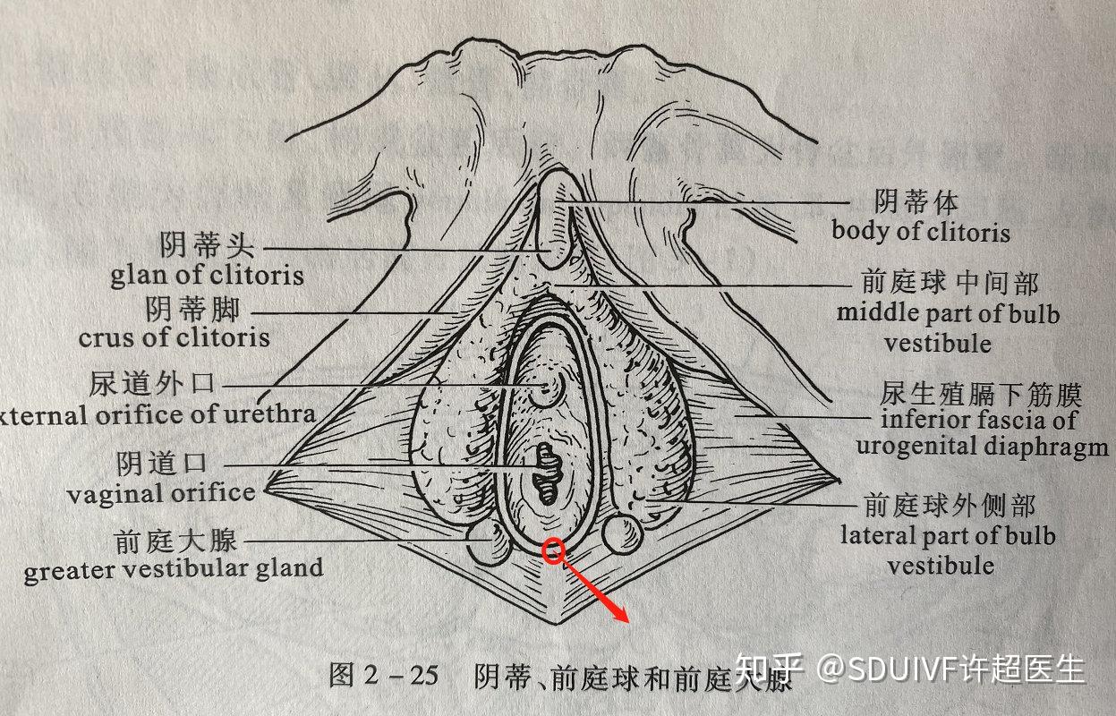 前庭球肿大的症状图片