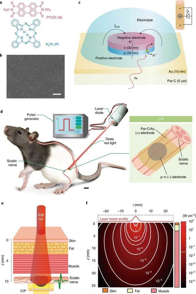 神经研究人员将 oepc 制成一个自锁式超薄袖带,并在自由移动的大鼠中