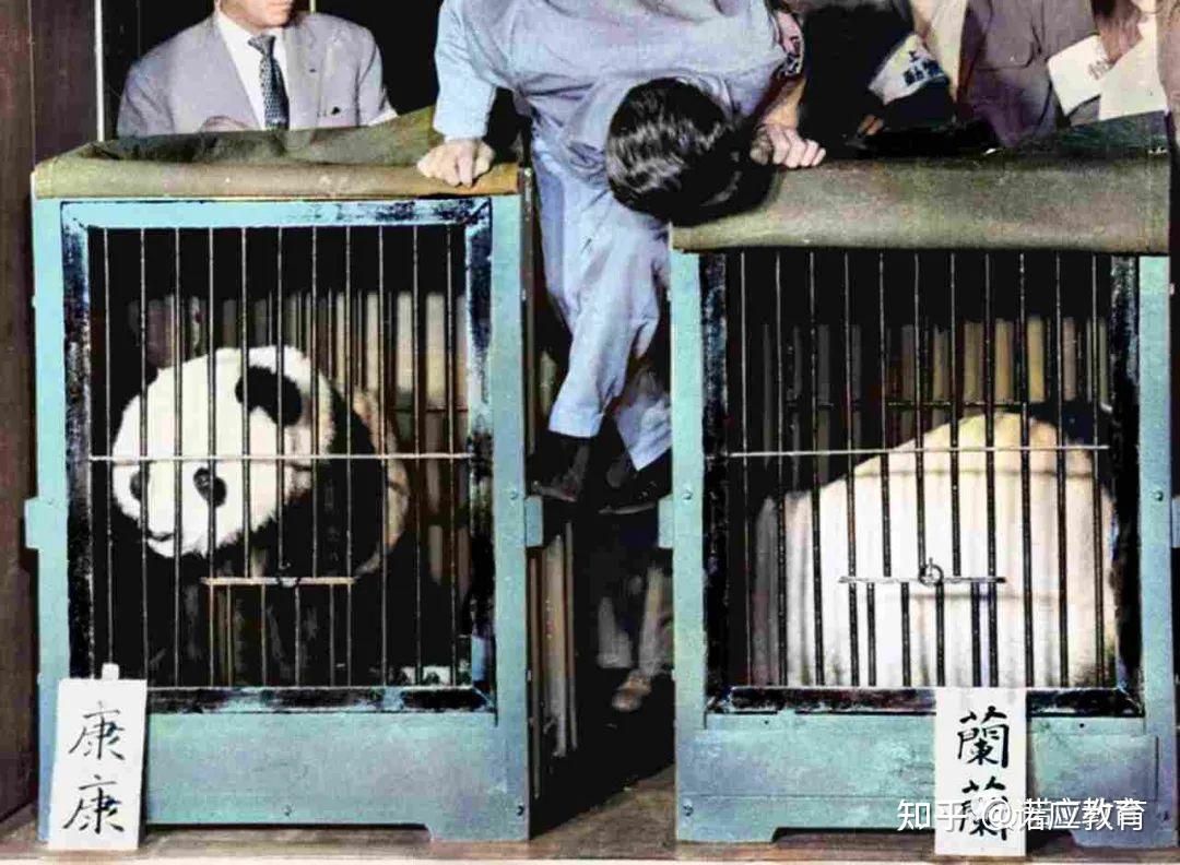 在爱里长大的小公主——香香，从日本回国啦！ - 知乎