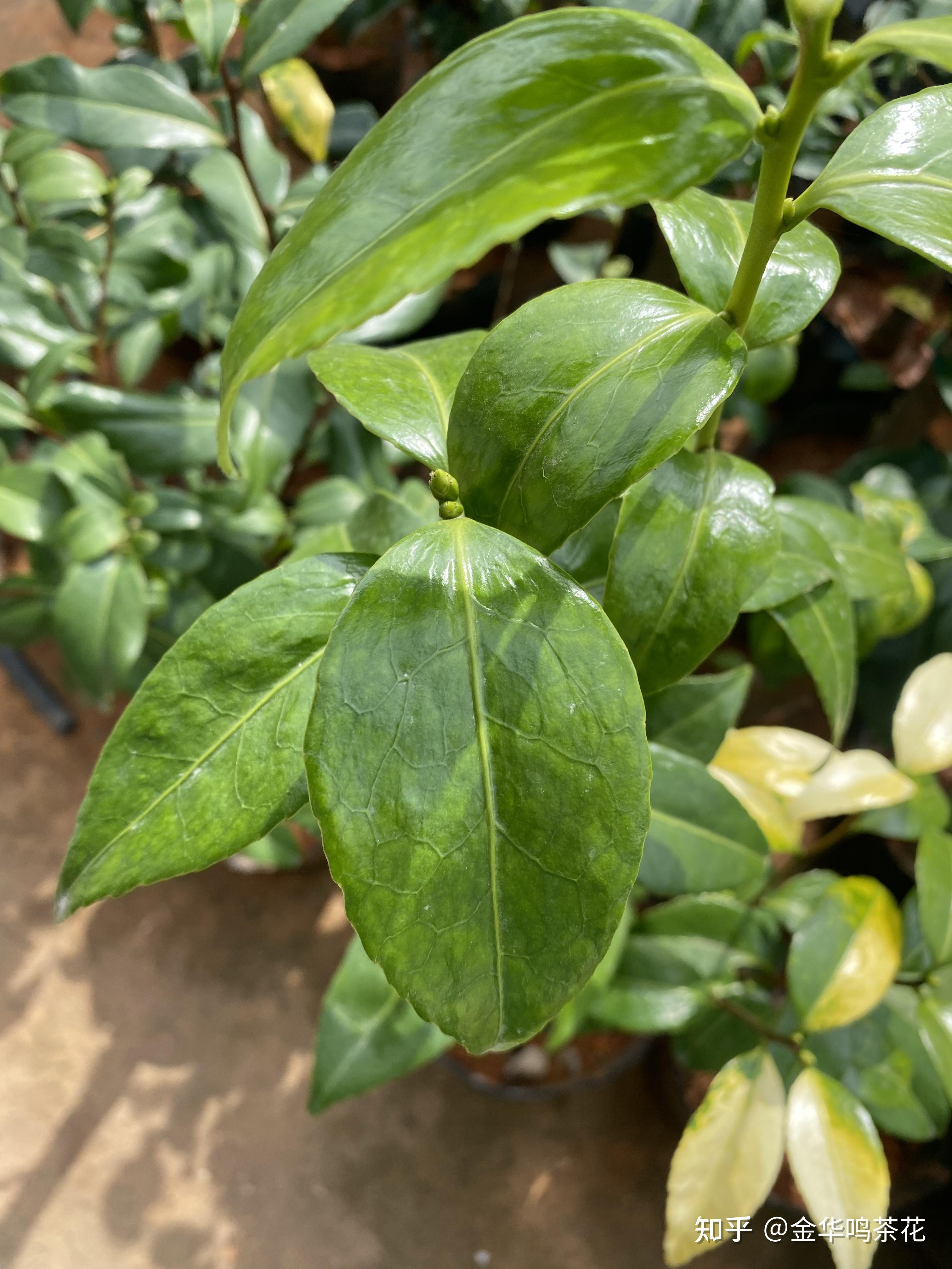 超级墨川,黑龙.墨川.三赛.自螺旋,帕克雷欧,雅子等新品种 - 知乎