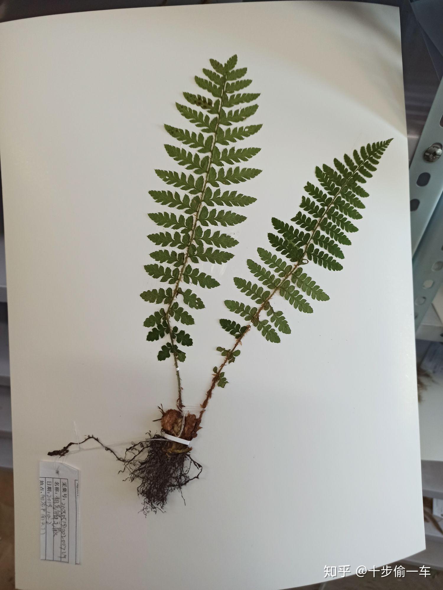 漂亮的手工DIY植物标本制作步骤 植物标本装置框╭★肉丁网