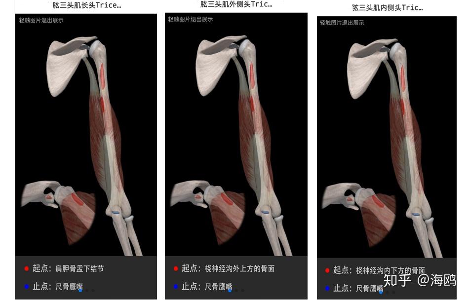 瑜伽解剖-肱三头肌:和拜拜袖说拜拜 - 知乎