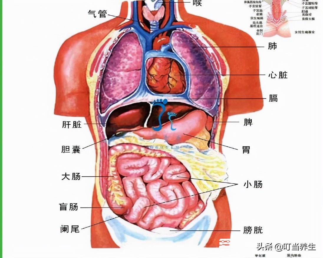 身体器官分布图