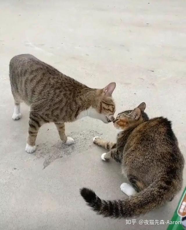 养猫的人总想被温柔的对待就像她们温柔的对待猫一样