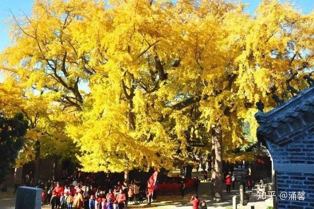 中国8大千年古树,最老一棵4000岁,世所罕见 - 知乎