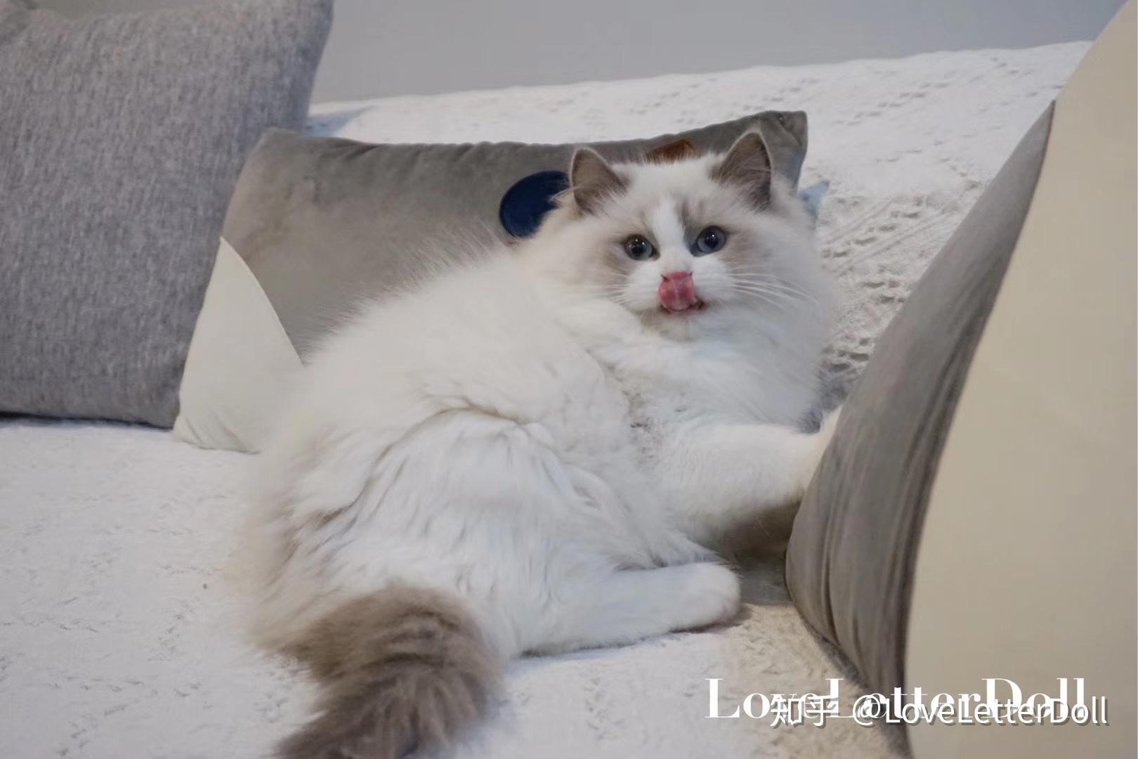 布偶猫面具开脸重要吗