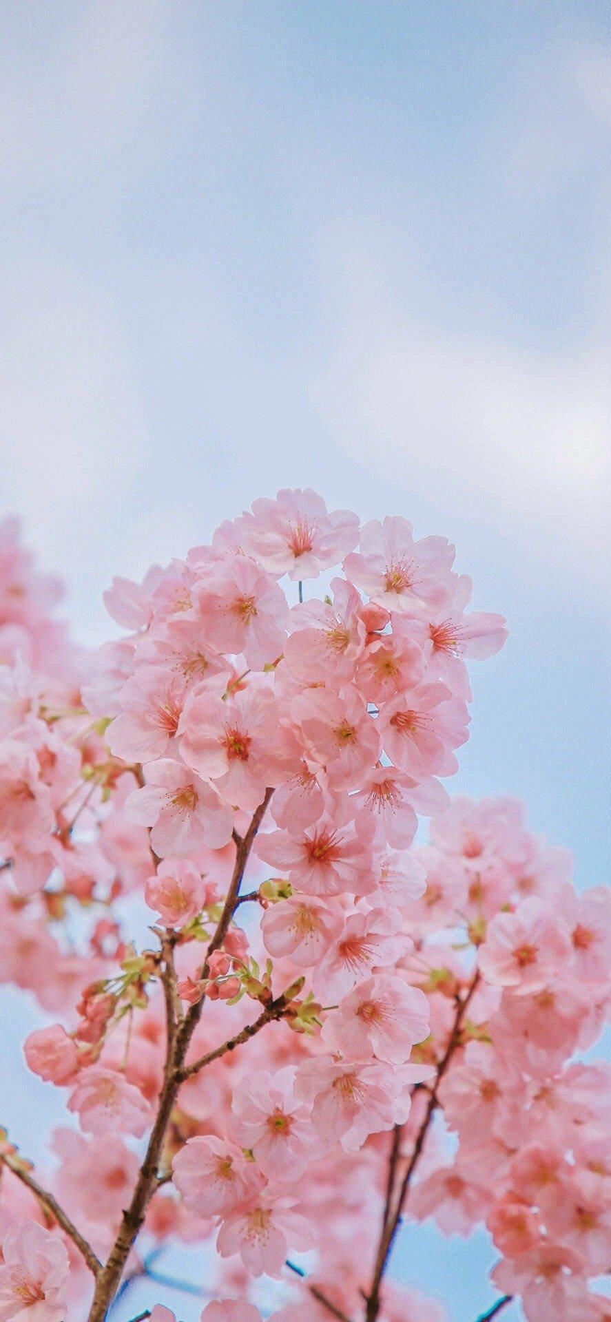 有没有什么微信聊天背景好看又不影响看消息的图片