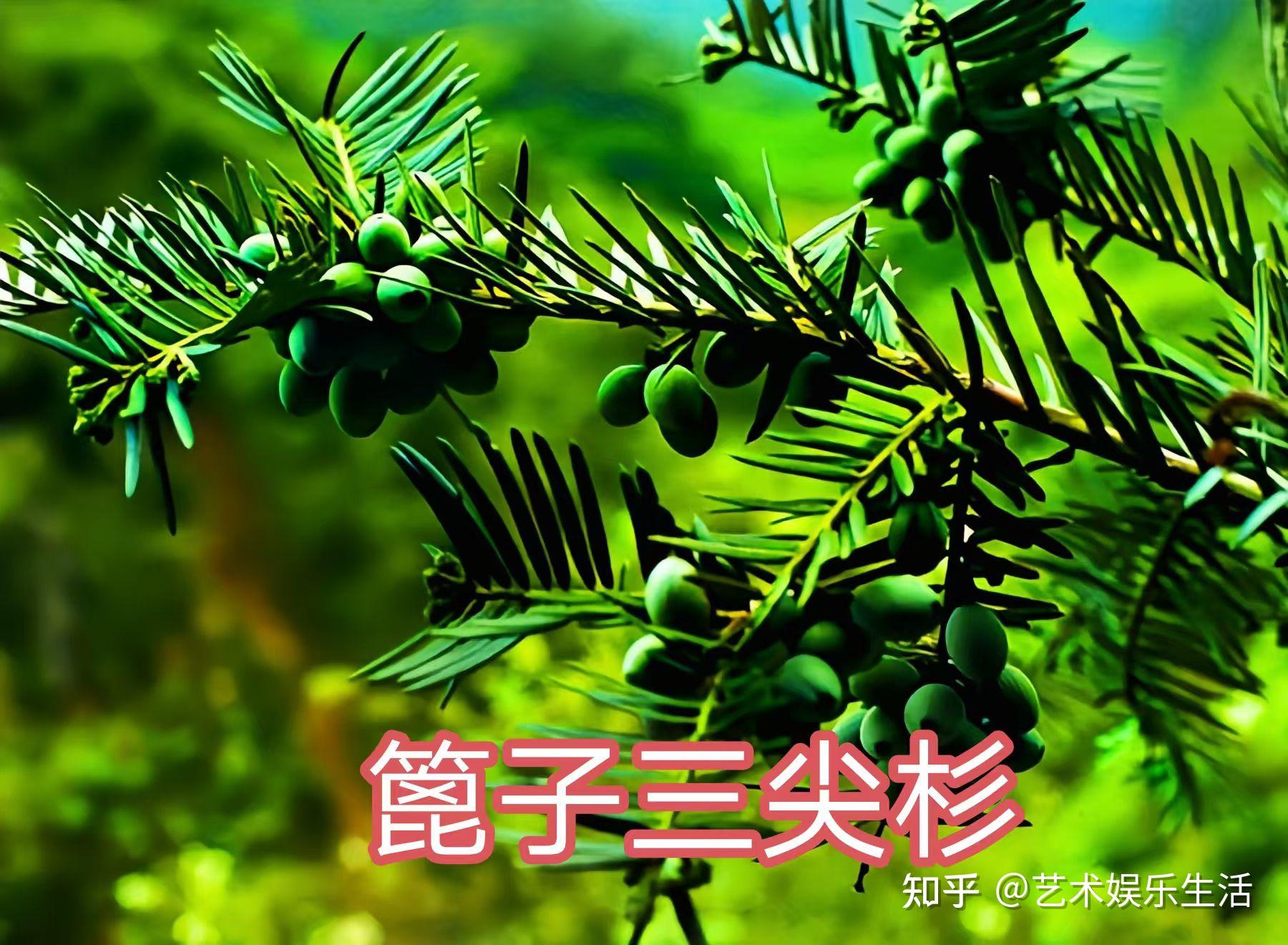 12种三尖杉科的植物 - 知乎