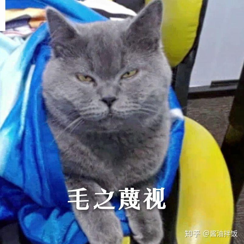 网传QGhappy的cat(猫神)与Yang(老杨)即将转会