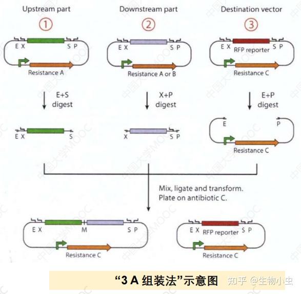 合成生物学 第五章 - 知乎