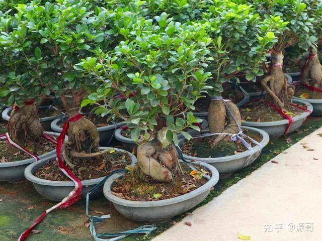 修剪整型是决定人参榕枝叶繁茂的关键,同时适当地修剪也可以让人参榕