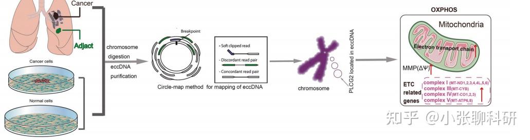 国自然热点 一文看懂染色体外环状DNA 知乎