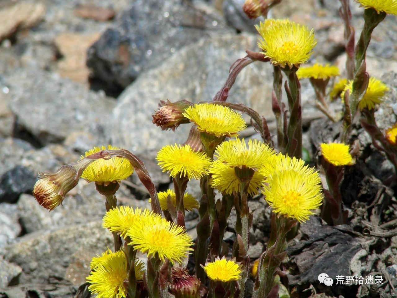 冬花味噌酱中的款冬和中国的款冬tussilago Farfara 不是一回事 知乎 冬花味噌酱中的款冬和中国的款冬tussilago Farfara 不是一回事 知乎