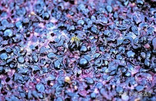 涩是什么物质 v2-75c98079149e37bf285ca4083e857ec5_r.jpg