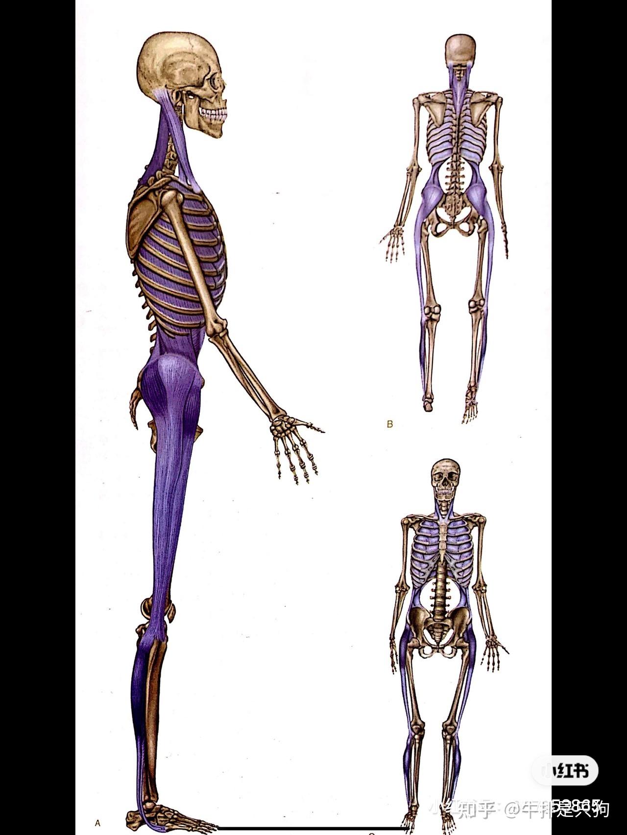 《解剖列车》侧表线1 - 知乎