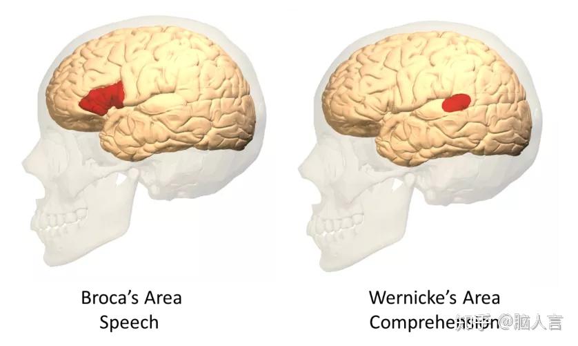 67拨云见日破解迷思丨左脑是语言脑脑子你闭嘴