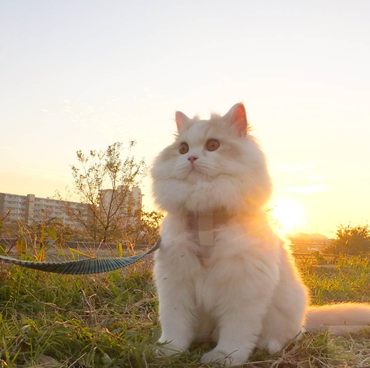 吸猫大会:布履阑珊猫kyoske