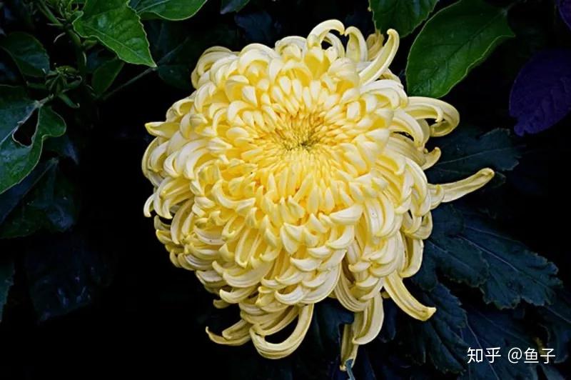 秋冬赏玩案头菊,如今扦插正当时 - 知乎