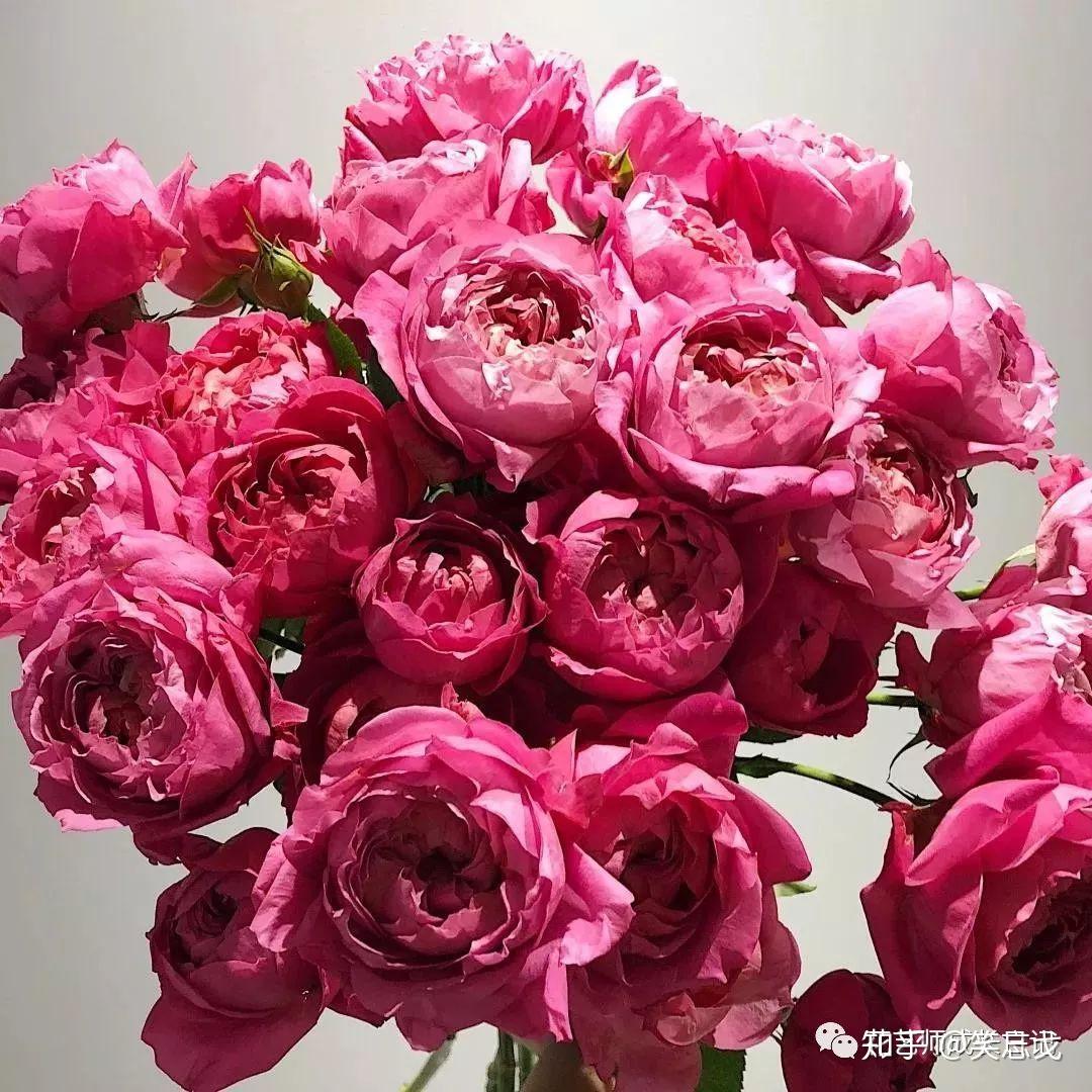 鲜红的玫瑰花图片素材-编号40185988-图行天下