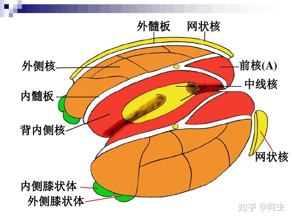 间脑-背侧丘脑 - 知乎