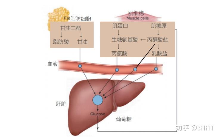 肝脏的葡萄糖释放由肝糖原分解及糖异生作用提供.